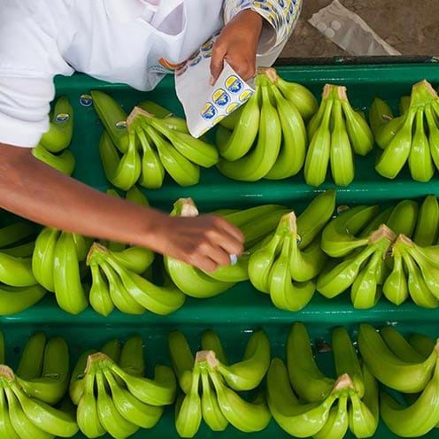 El Banano Sabrostar
